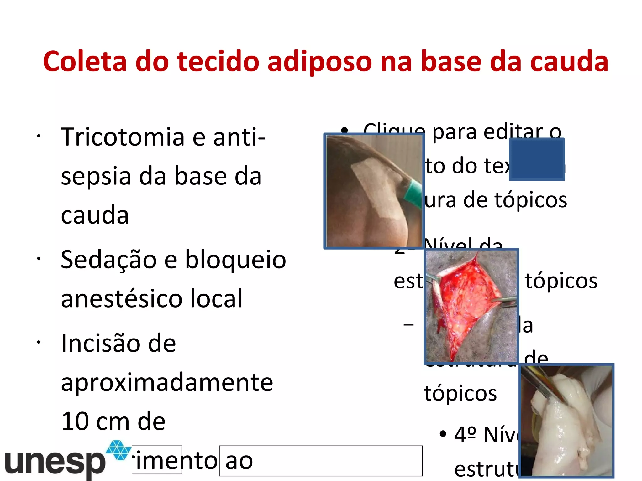 Coleta do tecido adiposo na base da cauda Tricotomia e anti-sepsia da base da cauda Sedação e bloqueio anestésico local Incisão de aproximadamente 10 cm de comprimento ao lado da base da cauda 