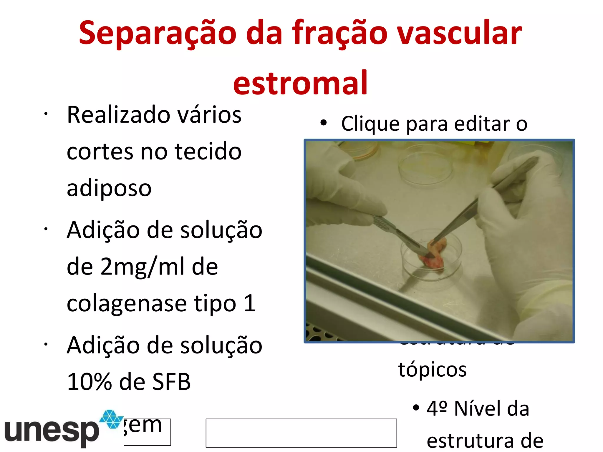 Separação da fração vascular estromal Realizado vários cortes no tecido adiposo Adição de solução de 2mg/ml de colagenase tipo 1 Adição de solução 10% de SFB Lavagem  Contagem celular e viabilidade celular  