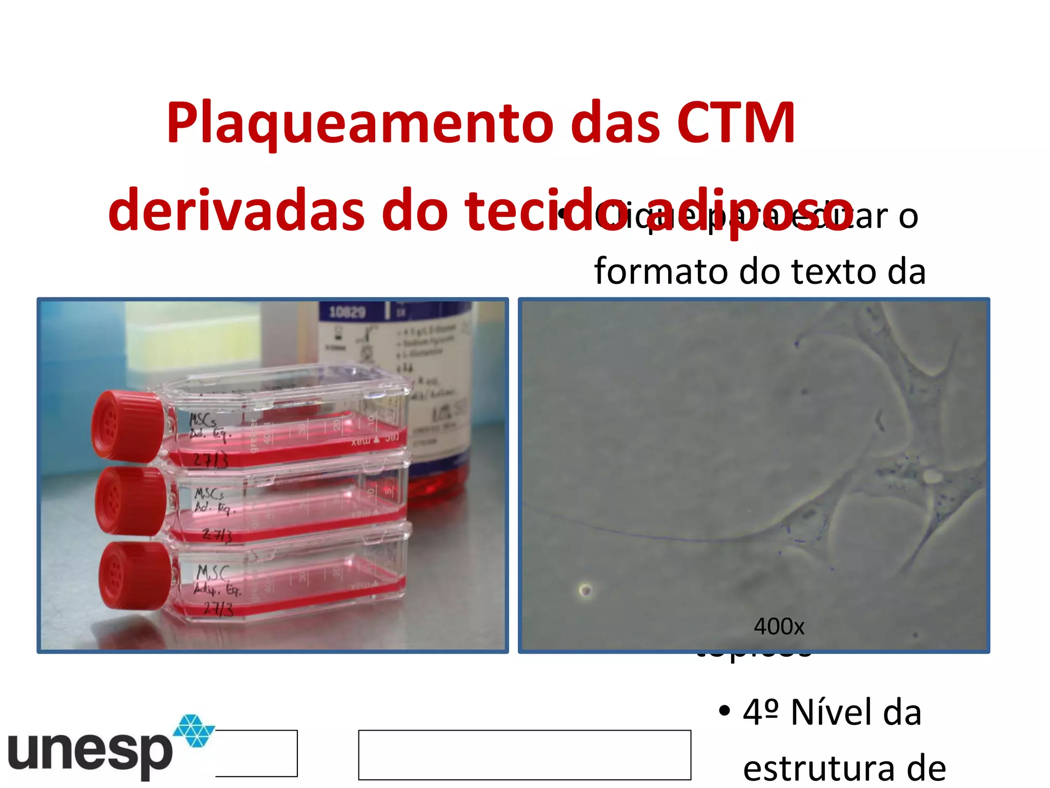 Plaqueamento das CTM derivadas do tecido adiposo 400x 