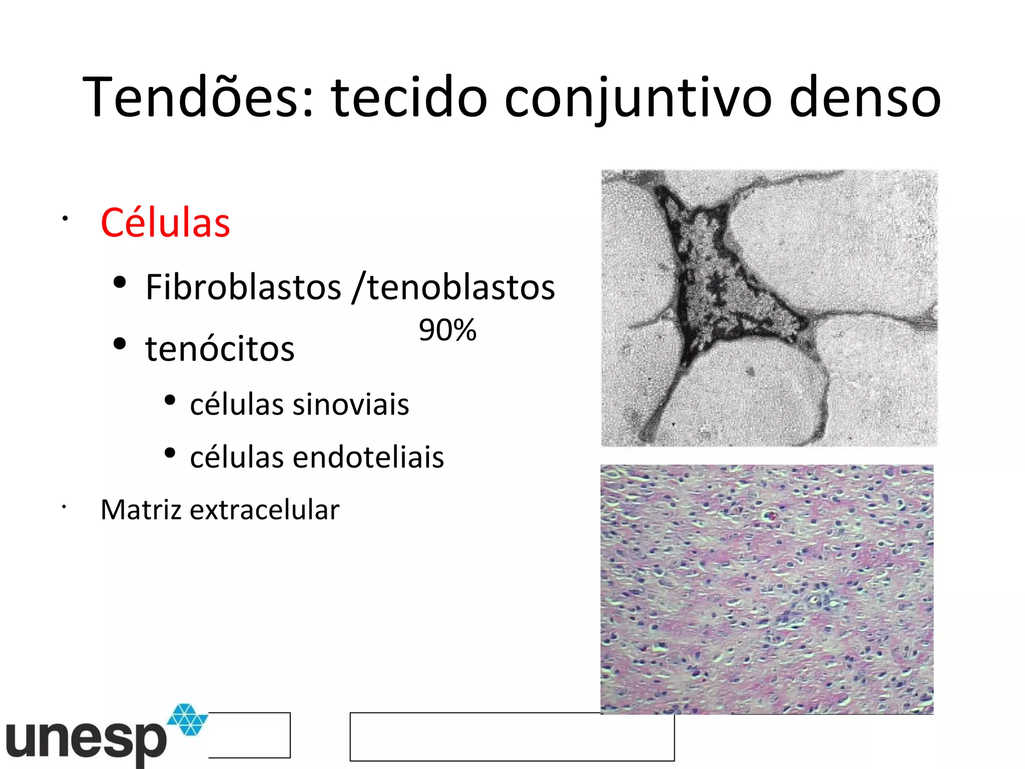 Tendões: tecido conjuntivo denso Células Fibroblastos /tenoblastos  tenócitos células sinoviais células endoteliais Matriz extracelular 90% 
