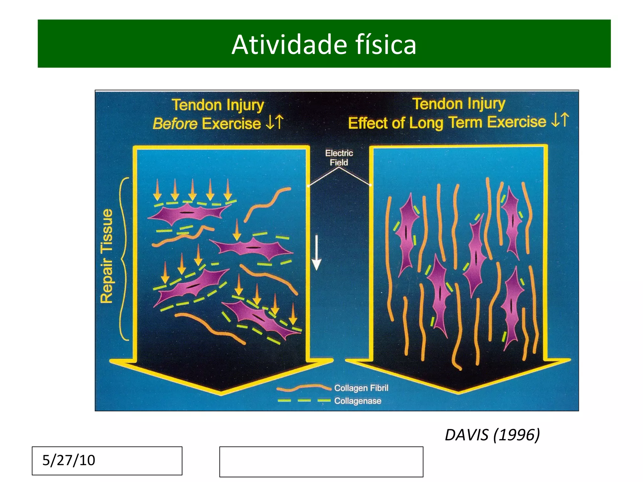 Atividade   física DAVIS (1996) 