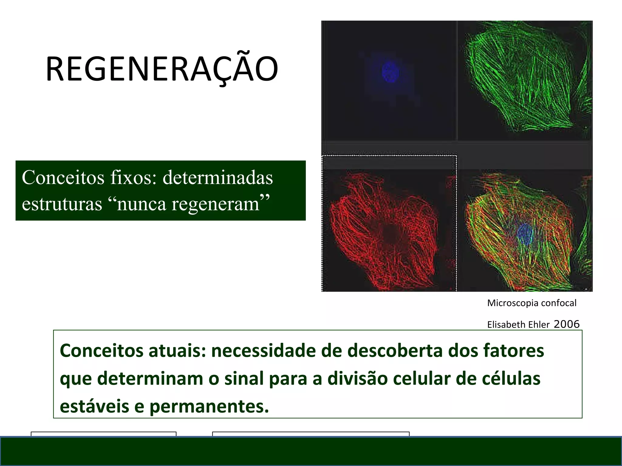 REGENERAÇÃO Conceitos atuais: necessidade de descoberta dos fatores que determinam o sinal para a divisão celular de células estáveis e permanentes. Conceitos fixos: determinadas estruturas “nunca regeneram ” Microscopia confocal Elisabeth Ehler  2006 