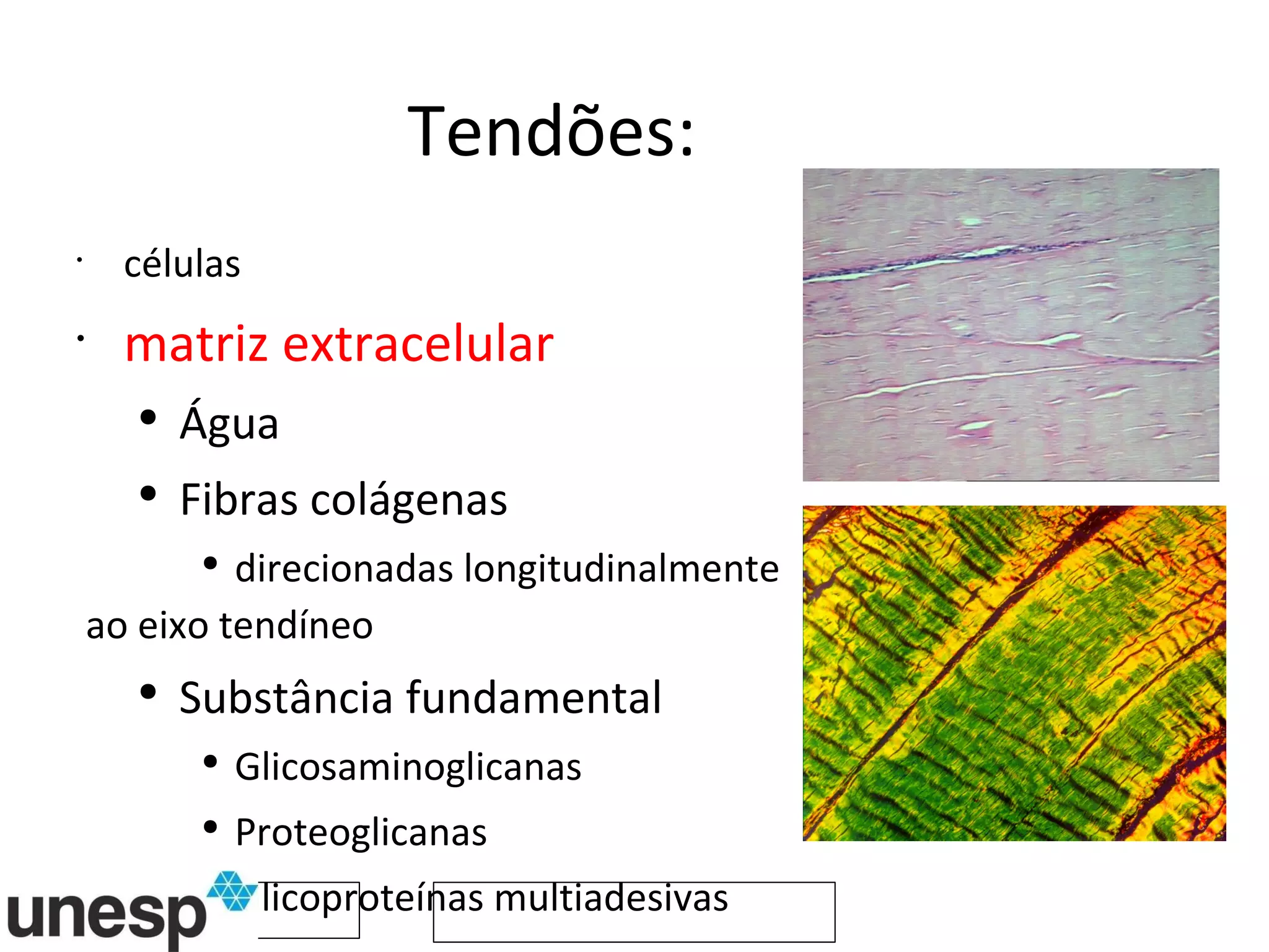 Tendões: células matriz extracelular Água Fibras colágenas direcionadas longitudinalmente ao eixo tendíneo Substância fundamental Glicosaminoglicanas Proteoglicanas Glicoproteínas multiadesivas 