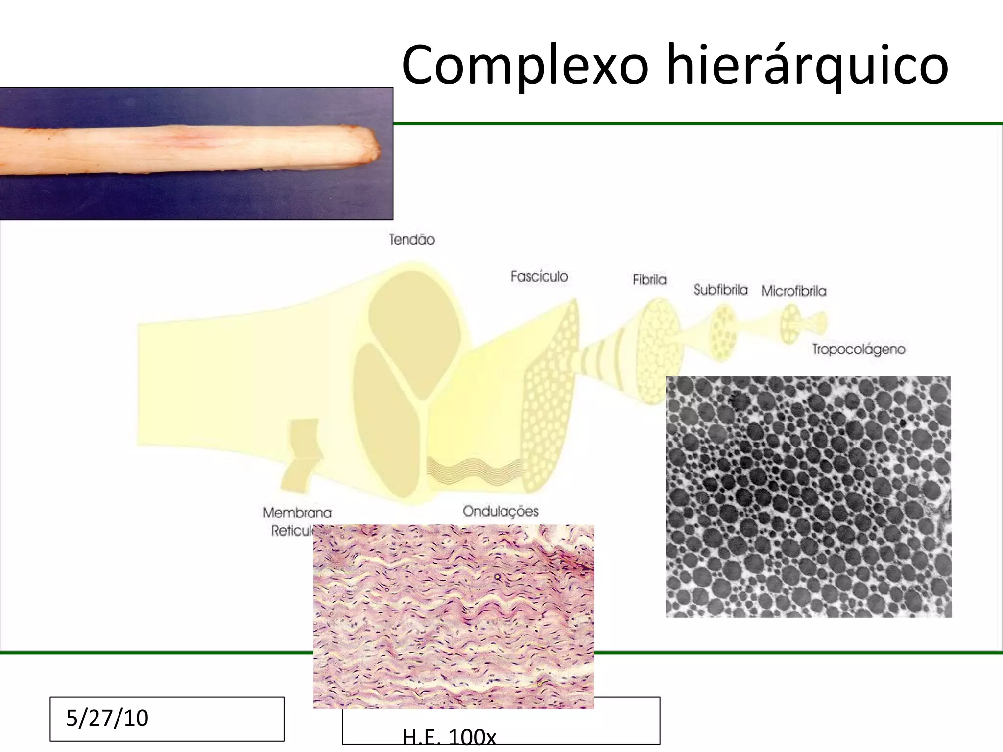 Complexo hierárquico H.E. 100x 