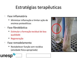 Estratégias terapêuticas Fase inflamatória Minimizar inflamação e limitar ação de enzimas proteolíticas Fase fibroblástica Estimular a formação tecidual de boa qualidade Regeneração Fase remodelamento Restabelecer função sem recidiva (atividade física apropriada) 