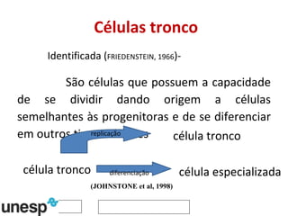 Células tronco São células que possuem a capacidade de se dividir dando origem a células semelhantes às progenitoras e de se diferenciar em outros tipos celulares diferenciação replicação célula tronco célula especializada célula tronco Identificada ( FRIEDENSTEIN, 1966 )-  (JOHNSTONE et al, 1998) 