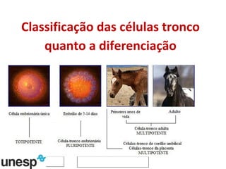 Classificação das células tronco quanto a diferenciação 