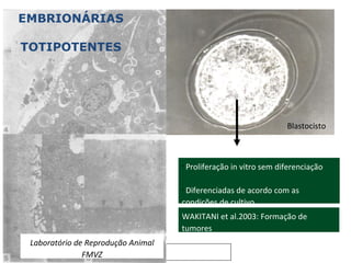EMBRIONÁRIAS TOTIPOTENTES Blastocisto Proliferação in vitro sem diferenciação Diferenciadas de acordo com as  condições de cultivo Laboratório de Reprodução Animal FMVZ WAKITANI et al.2003: Formação de tumores 