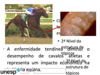 A enfermidade tendínea diminui o desempenho de cavalos atletas e representa um impacto econômico na indústria eqüina.  
