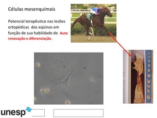 Células mesenquimais   Potencial terapêutico nas lesões ortopédicas  dos eqüinos em função de sua habilidade de  Auto renovação e diferenciação. 