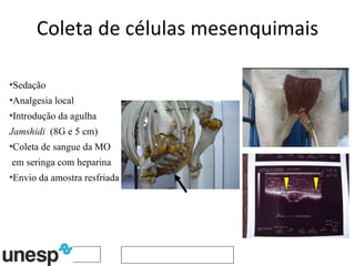 Coleta de células mesenquimais Sedação Analgesia local Introdução da agulha  Jamshidi  (8G e 5 cm) Coleta de sangue da MO em seringa com heparina Envio da amostra resfriada 
