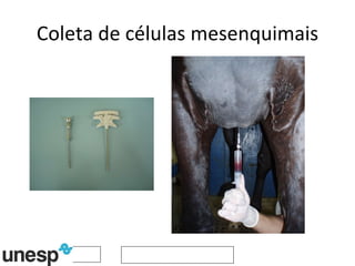 Coleta de células mesenquimais 
