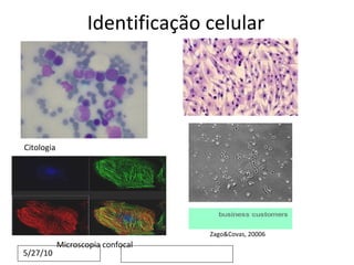 Identificação celular Citologia Zago&Covas, 20006 Microscopia confocal 