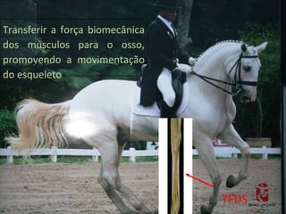 Transferir a força biomecânica dos músculos para o osso, promovendo a movimentação do esqueleto TFDS 