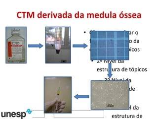 CTM derivada da medula óssea 100x 