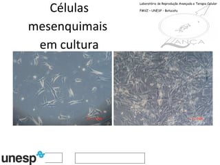 Células mesenquimais  em cultura Laboratório de Reprodução Avançada e Terapia Celular FMVZ – UNESP - Botucatu 