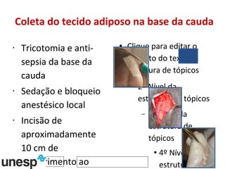 Coleta do tecido adiposo na base da cauda Tricotomia e anti-sepsia da base da cauda Sedação e bloqueio anestésico local Incisão de aproximadamente 10 cm de comprimento ao lado da base da cauda 