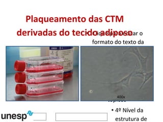 Plaqueamento das CTM derivadas do tecido adiposo 400x 