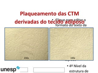 Plaqueamento das CTM derivadas do tecido adiposo 200x 100x 
