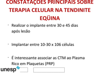CONSTATAÇÕES PRINCIPAIS SOBRE TERAPIA CELULAR NA TENDINITE EQÜINA Realizar o implante entre 30 e 45 dias após lesão Implantar entre 10-30 x 106 células É interessante associar as CTM ao Plasma Rico em Plaquetas (PRP) Não recomendado o implante das células mononucleares (células inflamatórias) 