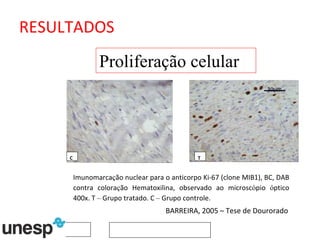 Imunomarca ç ão nuclear para o anticorpo Ki-67 (clone MIB1), BC, DAB contra colora ç ão Hematoxilina, observado ao microsc ó pio  ó ptico 400x. T  –  Grupo tratado. C  –  Grupo controle.  C T Proliferação celular BARREIRA, 2005 – Tese de Dourorado 30µm RESULTADOS 