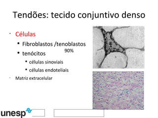Tendões: tecido conjuntivo denso Células Fibroblastos /tenoblastos  tenócitos células sinoviais células endoteliais Matriz extracelular 90% 
