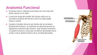 Anatomía Funcional


El bíceps tiene 2 cabezas proximales con una inserción
distal común en el radio.



La porción larga del tendón del bíceps radica en la
corredera bicipital del húmero entre la tuberosidad
mayor y menor



Cuando el tendón discurre por dentro de la corredera
bicipital del húmero, se mantiene en posición gracias al
ligamento transverso del húmero. Este sistema mantiene
la cabeza humeral y evita que se deslice demasiado hacia
arriba o hacia delante dentro de la cavidad glenoidea.

 