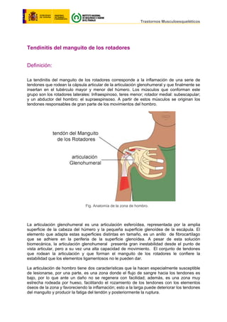                                                                                     
                                                                                          Trastornos Musculoesqueléticos
Tendinitis del manguito de los rotadores
Definición:
La tendinitis del manguito de los rotadores corresponde a la inflamación de una serie de
tendones que rodean la cápsula articular de la articulación glenohumeral y que finalmente se
insertan en el tubérculo mayor y menor del húmero. Los músculos que conforman este
grupo son los rotadores laterales: Infraespinoso, teres menor; rotador medial: subescapular;
y un abductor del hombro: el supraespinsoso. A partir de estos músculos se originan los
tendones responsables de gran parte de los movimientos del hombro.
Fig. Anatomía de la zona de hombro.
La articulación glenohumeral es una articulación esferoídea, representada por la amplia
superficie de la cabeza del húmero y la pequeña superficie glenoídea de la escápula. El
elemento que adapta estas superficies distintas en tamaño, es un anillo de fibrocartílago
que se adhiere en la periferia de la superficie glenoídea. A pesar de esta solución
biomecánica, la articulación glenohumeral presenta gran inestabilidad desde el punto de
vista articular, pero a su vez una alta capacidad de movimiento. El conjunto de tendones
que rodean la articulación y que forman el manguito de los rotadores le confiere la
estabilidad que los elementos ligamentosos no le pueden dar.
La articulación de hombro tiene dos características que la hacen especialmente susceptible
de lesionarse, por una parte, es una zona donde el flujo de sangre hacia los tendones es
bajo, por lo que ante un daño no se regenera con facilidad; además, es una zona muy
estrecha rodeada por hueso, facilitando el rozamiento de los tendones con los elementos
óseos de la zona y favoreciendo la inflamación; esto a la larga puede deteriorar los tendones
del manguito y producir la fatiga del tendón y posteriormente la ruptura.
 
 