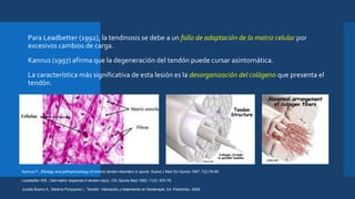  Para Leadbetter (1992), la tendinosis se debe a un fallo de adaptación de la matriz celular por
excesivos cambios de carga.
 Kannus (1997) afirma que la degeneración del tendón puede cursar asintomática.
 La característica más significativa de esta lesión es la desorganización del colágeno que presenta el
tendón.
Kannus P., Etiology and pathophysiology of chronic tendon disorders in sports. Scand J Med Sci Sports 1997; 7(2):78-85.
Leadbetter WB., Cell-matrix response in tendon injury. Clin Sports Med 1992; 11(3) :533-78.
Jurado Bueno A., Medina Porqueres I., Tendón. Valoración y tratamiento en fisioterapia. Ed. Paidotribo, 2008.
 