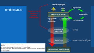 Estrés Protegido
Tendinopatía
Reactiva
Deterioro
AdaptaciónTENDÓN NORMAL
Tendinopatía Degenerativa
Sin Carga
Carga
óptima
Carga óptima
Fortalecimiento
Carga excesiva +
Factores
individuales
Carga modificada
apropiadamente
Carga normal o
excesiva +
Factores
individuales
Edema.
Alteraciones histológicas.
Tendinopatías
 