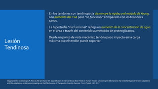 Lesión
Tendinosa
 En los tendones con tendinopatía disminuye la rigidez y el módulo deYoung,
con aumento delCSA pero "no funcional" comparado con los tendones
sanos.
 La hipertrofia “no funcional” refleja un aumento de la concentración de agua
en el área a través del contenido aumentado de proteoglicanos.
 Desde un punto de vista mecánico tendría poco impacto en la carga
máxima que el tendón puede soportar.
Maganaris CN, Chatzistergos P, Reeves ND and Narici MV. Quantification of Internal Stress-Strain Fields in Human Tendon: Unraveling the Mechanisms that Underlie Regional Tendon Adaptations
and Mal-Adaptations to Mechanical Loading and the Effectiveness of Therapeutic Eccentric Exercise. Front. Physiol. 8:91; 2017
 