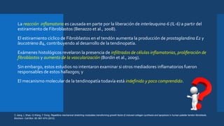  La reacción inflamatoria es causada en parte por la liberación de interleuquina-6 (IL-6) a partir del
estiramiento de Fibroblastos (Benazzo et al., 2008).
 El estiramiento cíclico de Fibroblastos en el tendón aumenta la producción de prostaglandina E2 y
leucotrieno B4, contribuyendo al desarrollo de la tendinopatía.
 Exámenes histológicos revelaron la presencia de infiltrados de células inflamatorias, proliferación de
fibroblastos y aumento de la vascularización (Bordin et al., 2009).
 Sin embargo, estos estudios no intentaron examinar si otros mediadores inflamatorios fueron
responsables de estos hallazgos; y
 El mecanismo molecular de la tendinopatía todavía está indefinido y poco comprendido.
C Jiang, L Shao, Q Wang, Y Dong; Repetitive mechanical stretching modulates transforming growth factor-β induced collagen synthesis and apoptosis in human patellar tendon fibroblasts.
Biochem. Cell Biol. 90: 667–674 (2012)
 
