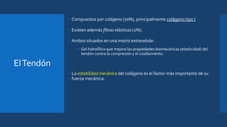 ElTendón
• Compuestos por colágeno (70%), principalmente colágeno tipo I.
• Existen además fibras elásticas (2%).
• Ambos situados en una matriz extracelular.
 Gel hidrofílico que mejora las propiedades biomecánicas (elasticidad) del
tendón contra la compresión y el cizallamiento.
• La estabilidad mecánica del colágeno es el factor más importante de su
fuerza mecánica.
 