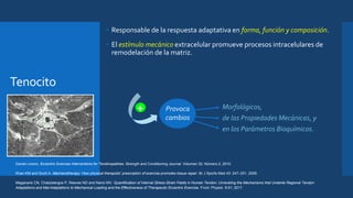 Provoca
cambios
Morfológicos,
de las Propiedades Mecánicas, y
en los Parámetros Bioquímicos.
+
Daniel Lorenz. Eccentric Exercise Interventions for Tendinopathies. Strength and Conditioning Journal. Volumen 32, Número 2, 2010.
Khan KM and Scott A. Mechanotherapy: How physical therapists’ prescription of exercise promotes tissue repair. Br J Sports Med 43: 247–251, 2009.
Maganaris CN, Chatzistergos P, Reeves ND and Narici MV. Quantification of Internal Stress-Strain Fields in Human Tendon: Unraveling the Mechanisms that Underlie Regional Tendon
Adaptations and Mal-Adaptations to Mechanical Loading and the Effectiveness of Therapeutic Eccentric Exercise. Front. Physiol. 8:91; 2017.
Tenocito
• Responsable de la respuesta adaptativa en forma, función y composición.
• El estímulo mecánico extracelular promueve procesos intracelulares de
remodelación de la matriz.
 