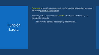 Función
básica
• Transmitir la tensión generada en los músculos hacia las palancas óseas,
haciendo posible el movimiento.
• Para ello, deben ser capaces de resistir altas fuerzas de tensión, con
elongación limitada.
Con mínima pérdida de energía y deformación.
 