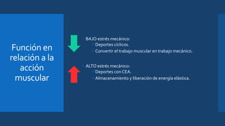 Función en
relación a la
acción
muscular
 BAJO estrés mecánico:
Deportes cíclicos.
Convertir el trabajo muscular en trabajo mecánico.
• ALTO estrés mecánico:
Deportes con CEA.
Almacenamiento y liberación de energía elástica.
 