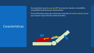 Características
 Se puede decir que la zona de UMT es el punto mecánico más débil y
susceptible de lesiones por estiramiento.
 De los diferentes tipos de contracción muscular, el modo excéntrico es el
que impone mayor tensión sobre el tendón.
 