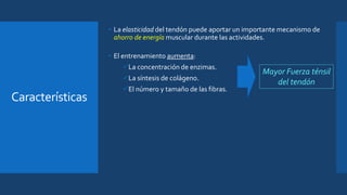 Características
• La elasticidad del tendón puede aportar un importante mecanismo de
ahorro de energía muscular durante las actividades.
• El entrenamiento aumenta:
La concentración de enzimas.
La síntesis de colágeno.
El número y tamaño de las fibras.
Mayor Fuerza ténsil
del tendón
 