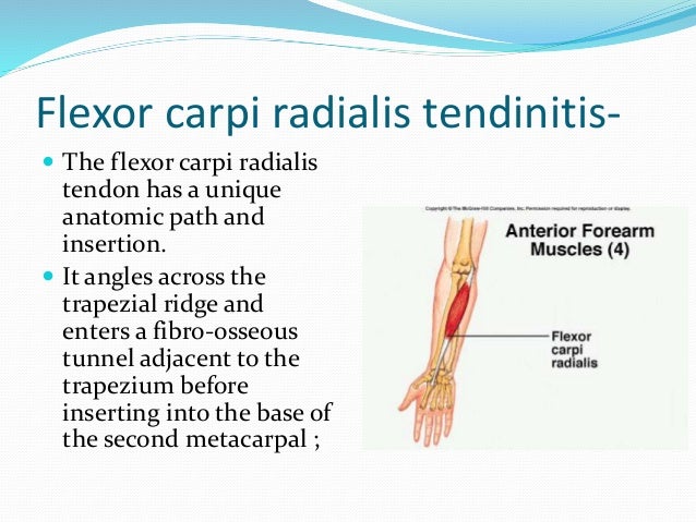 fcr tendon