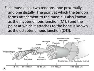 TENDINOPATHY AND TENDON REPAIRpptx Biology Diagrams