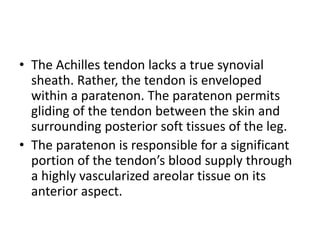 • The Achilles tendon lacks a true synovial
sheath. Rather, the tendon is enveloped
within a paratenon. The paratenon permits
gliding of the tendon between the skin and
surrounding posterior soft tissues of the leg.
• The paratenon is responsible for a significant
portion of the tendon’s blood supply through
a highly vascularized areolar tissue on its
anterior aspect.
 