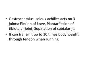 • Gastrocnemius- soleus-achilles acts on 3
joints: Flexion of knee, Plantarflexion of
tibiotalar joint, Supination of subtalar jt.
• It can transmit up to 10 times body weight
through tendon when running
 