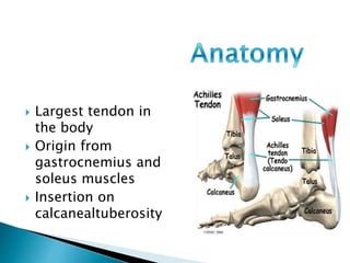  Largest tendon in
the body
 Origin from
gastrocnemius and
soleus muscles
 Insertion on
calcanealtuberosity
 