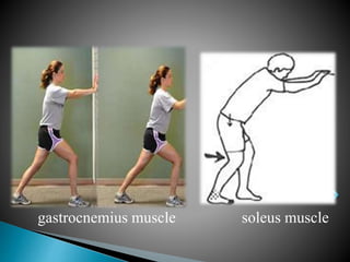 gastrocnemius muscle soleus muscle
 