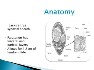 Lacks a true
synovial sheath-
◦ Paratenon has
visceral and
parietal layers
◦ Allows for 1.5cm of
tendon glide
 