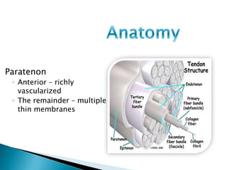 Paratenon
◦ Anterior – richly
vascularized
◦ The remainder – multiple
thin membranes
 