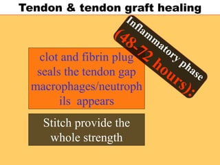 Tendon & tendon graft healing
clot and fibrin plug
seals the tendon gap
macrophages/neutroph
ils appears
Stitch provide the
whole strength
 