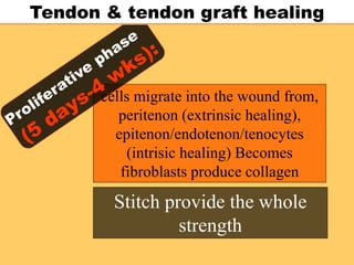 cells migrate into the wound from,
peritenon (extrinsic healing),
epitenon/endotenon/tenocytes
(intrisic healing) Becomes
fibroblasts produce collagen
Tendon & tendon graft healing
Stitch provide the whole
strength
 