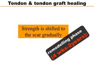 Strength is shifted to
the scar gradually
Tendon & tendon graft healing
 