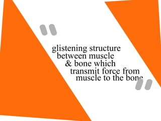 muscle to the bone
glistening structure
between muscle
& bone which
transmit force from
“
”
 